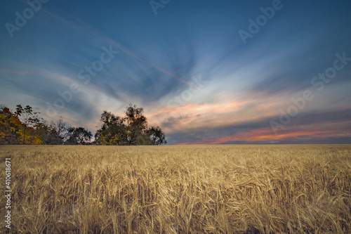 summer landscape in a grain field in the countryside