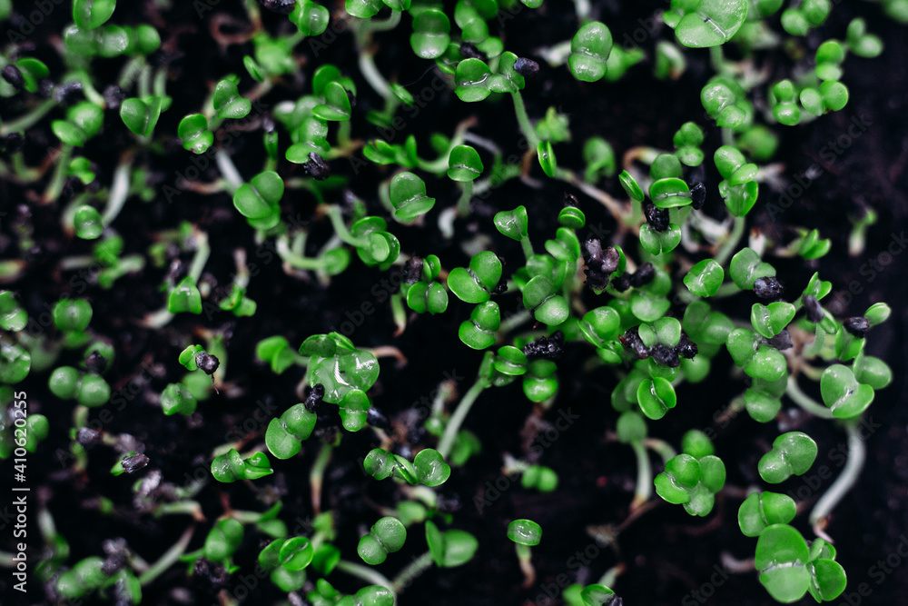Young sprouts of green basil in the ground Young sprouts of green basil in the ground