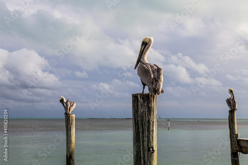 pelican on pier
