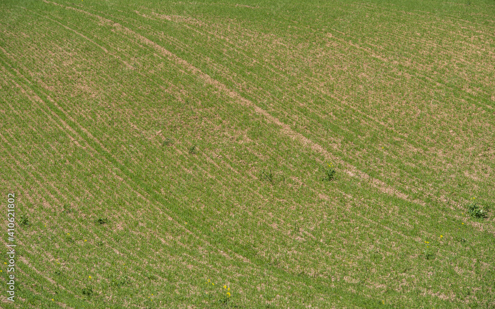 Rows of sprouts of young wheat in a field.