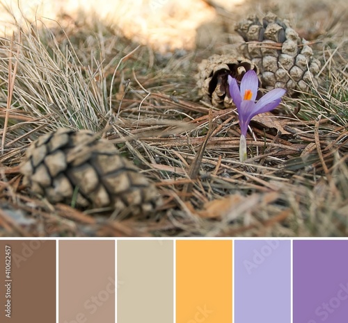 Color palette swatches of fresh violet crocus wild flower and brown beige pine cones on the ground. Shallow depth of focus. Warm pastel trendy color combination, inspired by natural beauty. photo