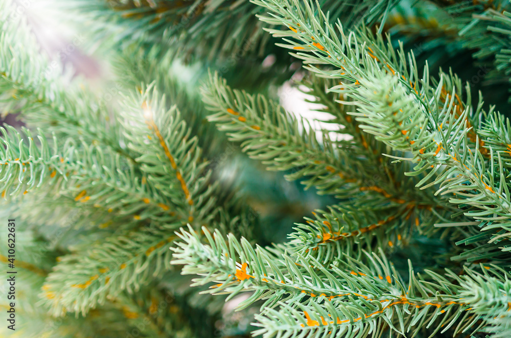 Fir tree brunch close up. Christmas wallpaper concept Fir tree brunch close up. Christmas wallpaper concept