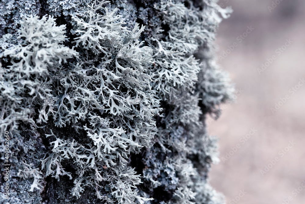 Evernia prunastri gray lichen on a tree trunk