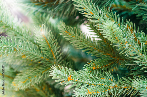 Fir tree brunch close up. Christmas wallpaper concept
