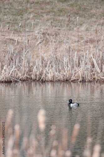 Ring-necked Duck on scenic pond