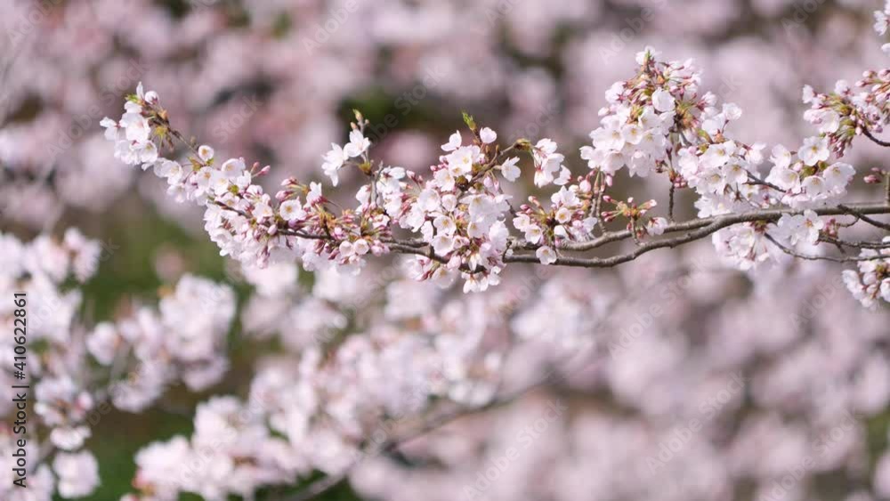 風に揺れる五分咲きの桜の花