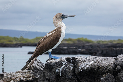 Blue footed booby (Sula Nebouxii) on lava rocks in its environment at Galapagos Islands. Birds photography. © Ana Dracaena