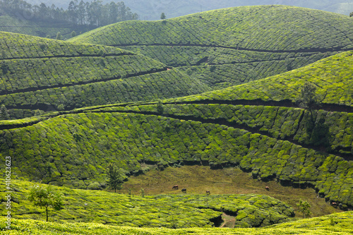 Tea plantations