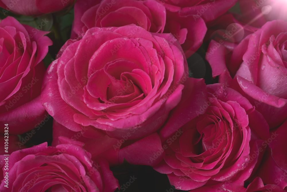 Close up of tenderness pink roses. Selective focus
Close up of tenderness pink roses. Selective focus