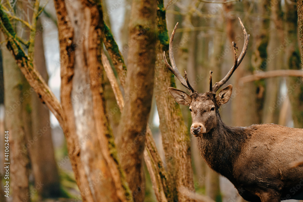 Red Deer stag - Cervus Elaphus - in the forest