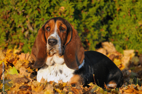 Basset hound portrait