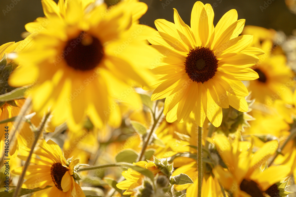 Naklejka premium Yellow flowers. The petals are yellow in the bright sunlight on the meadow. Flowers of a summer plant with brown stamens