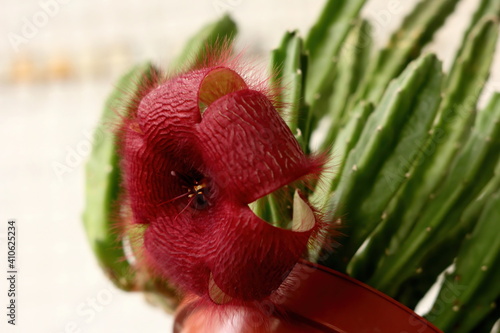 Single red flower of Stapelia Grandiflora. A flower smelling of rotten meat 