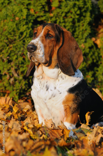 Basset hound portrait