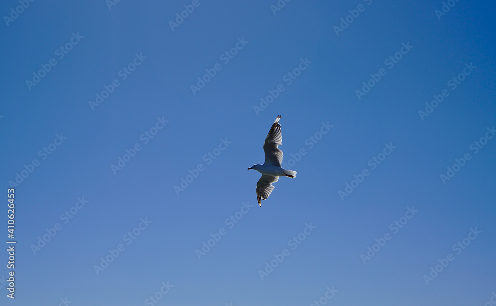 One single seagull bird flying