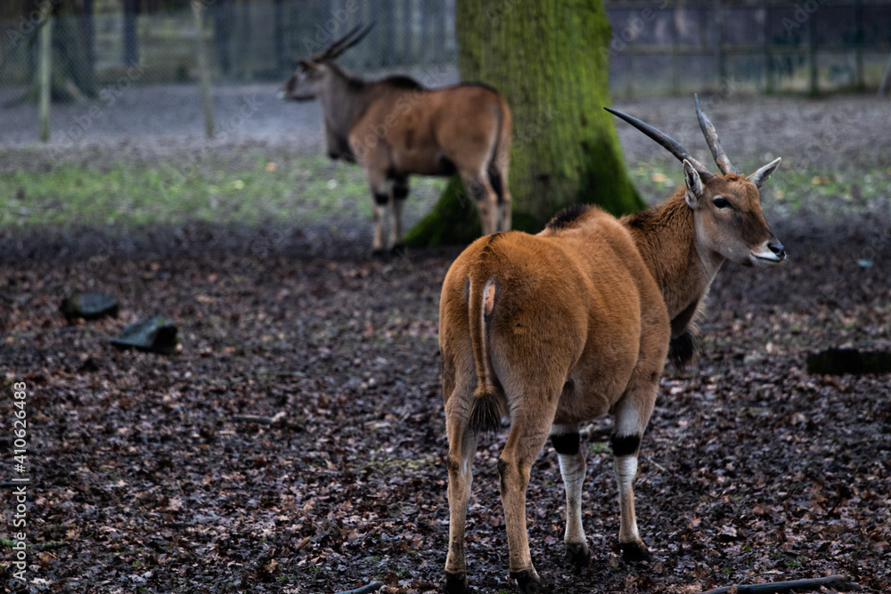 Fototapeta premium antelope in the zoo of Thoiry