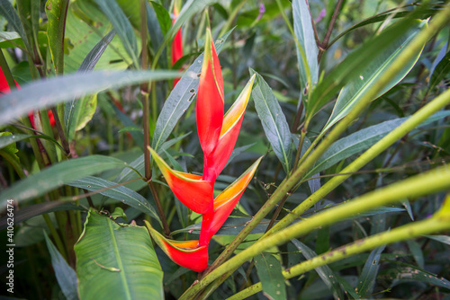 Lobster claws plant. Exotic flower in Costa Rica. photo