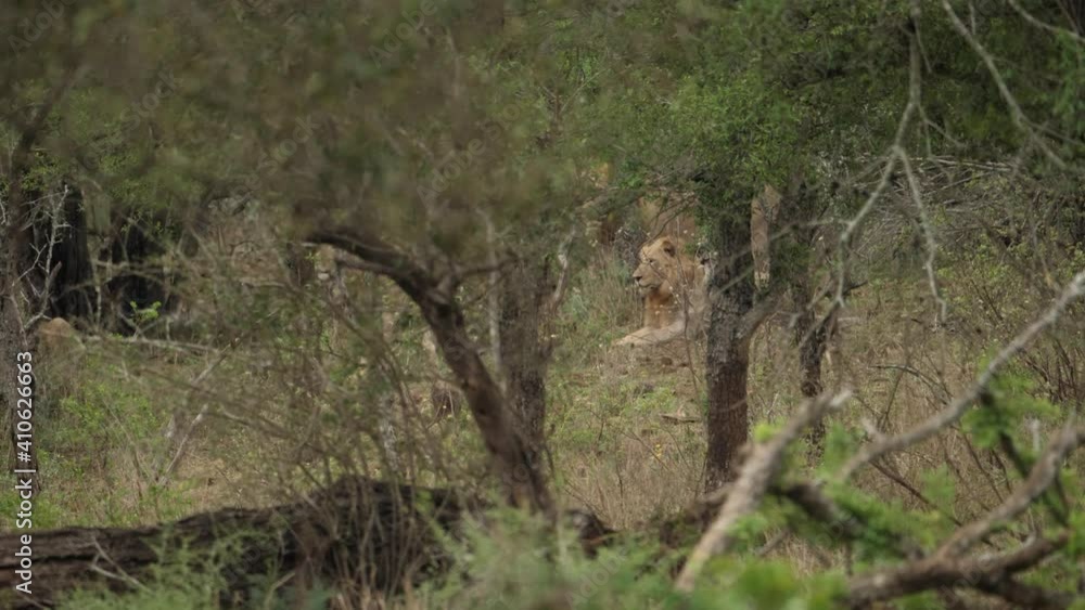 Rare sighting of male lions hidden amongst savannah trees. Rare sighting of male lions hidden amongst savannah trees.