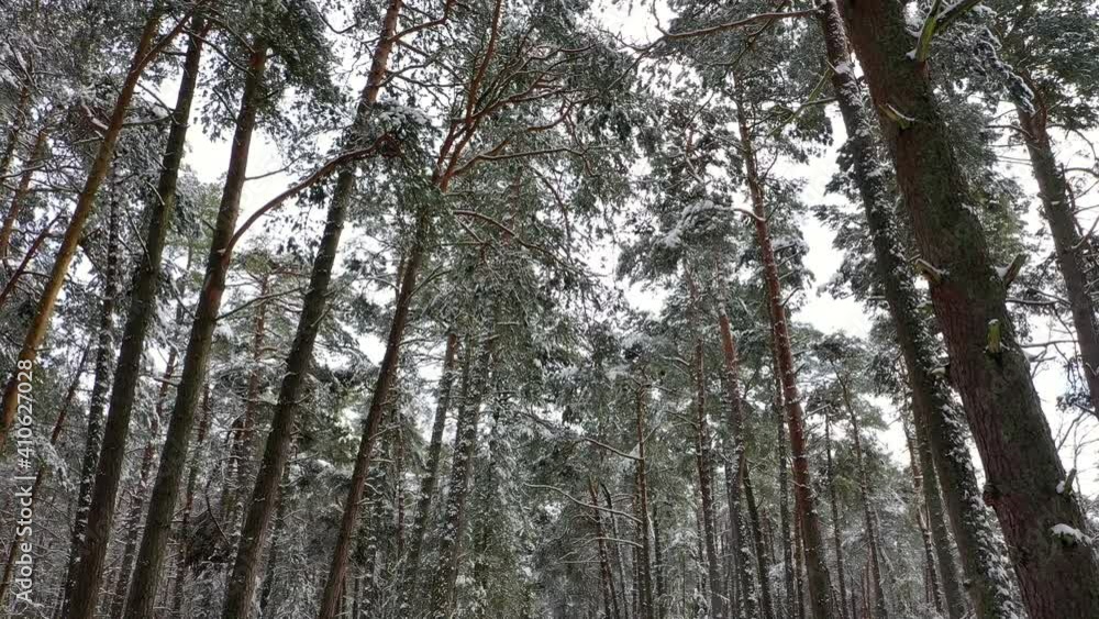 Winter nature. Road in snowy forest, between trees, during snowfall.
Winter nature. Road in snowy forest, between trees, during snowfall.