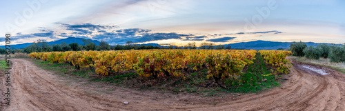 Panoramic view of vineyards in autumn with country roads and mountains in the background.