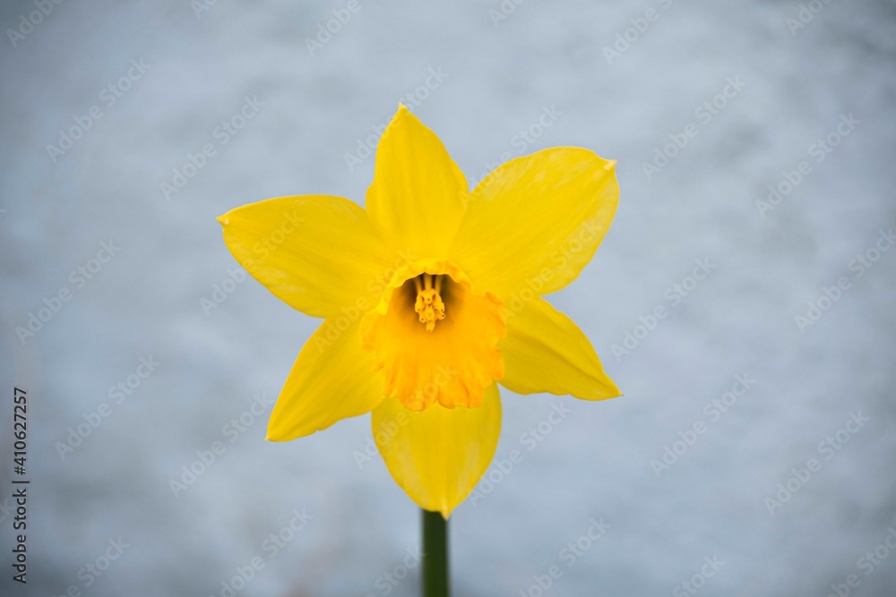 Fototapeta premium Spring Daffodil St Davids day 