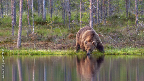 Billede på lærred Wide-angle lens shot of a grizzly bear drinking water at a lake in the forest