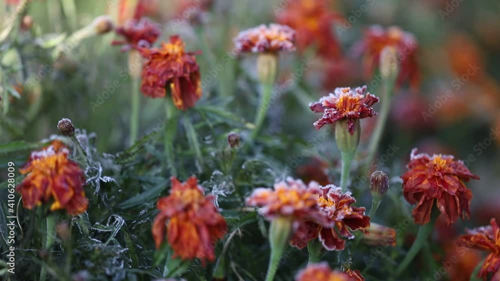 Petals and heads of red marigolds covered with morning frost on a background of green foliage on a frosty sunny morning. Frozen flower bed with growing flowers in small crystals of frost in macro. Petals and heads of red marigolds covered with morning frost on a background of green foliage on a frosty sunny morning. Frozen flower bed with growing flowers in small crystals of frost in macro.