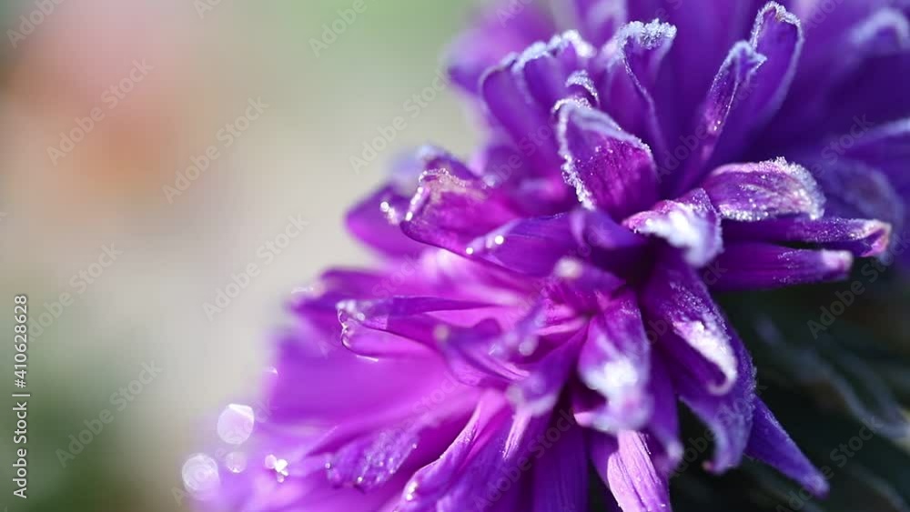 The petals and head of a purple aster flower covered with morning frost on a frosty sunny morning. Purple flower petals covered with frost close-up with moving focus. The petals and head of a purple aster flower covered with morning frost on a frosty sunny morning. Purple flower petals covered with frost close-up with moving focus.
