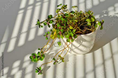 Phototropism. Houseplant growing towards sunlight.