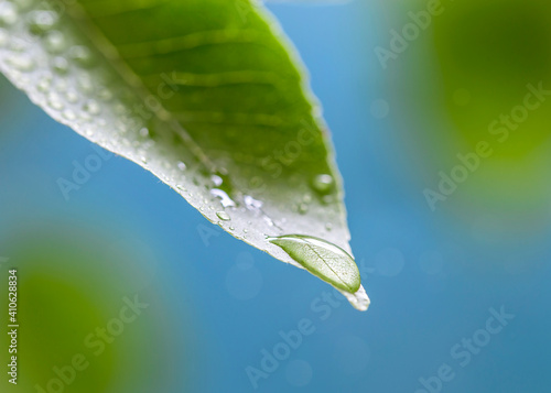 Image with droplets on the leaves.