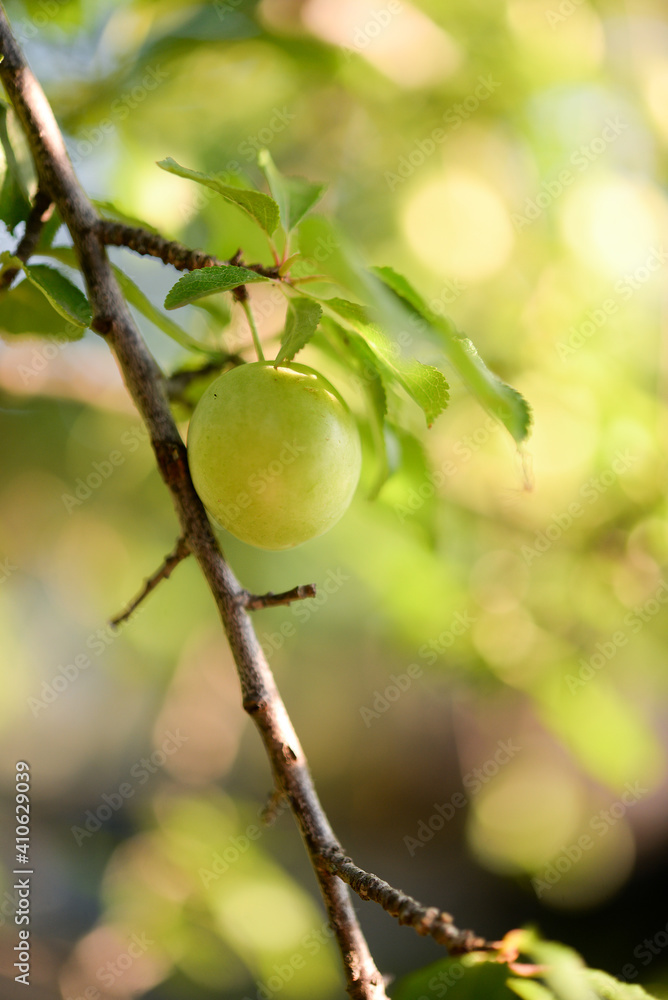 Green plum on the tree Green plum on the tree