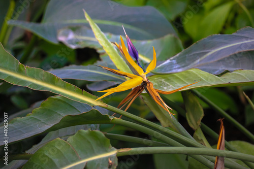 Strelitzia reginae or bird of paradise flower. Exotic yellow flower close-up against tropical leaves in jungles. Flowers and plants of South Africa.