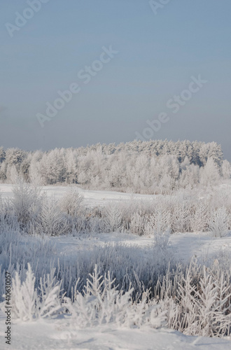 snow covered trees in winter