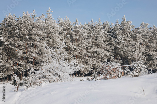 Snow-covered pine trees. Magic winter.