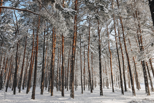 snow covered trees