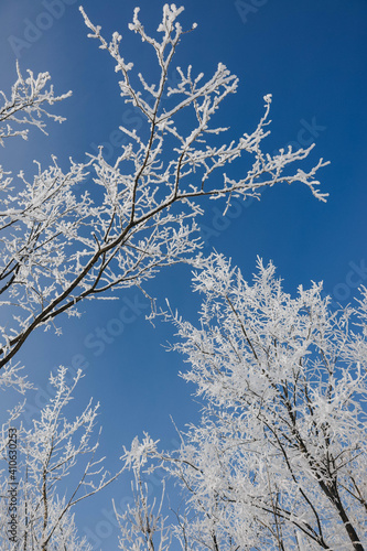 snow covered branches