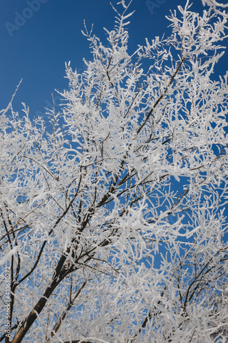 Tree branches covered with white frost on a background of blue sky. Magic winter.