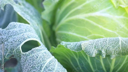 A head of cabbage growing covered with hoarfrost in a garden bed on a frosty sunny morning. Cabbage leaves in crystals of frost in the sun close-up.