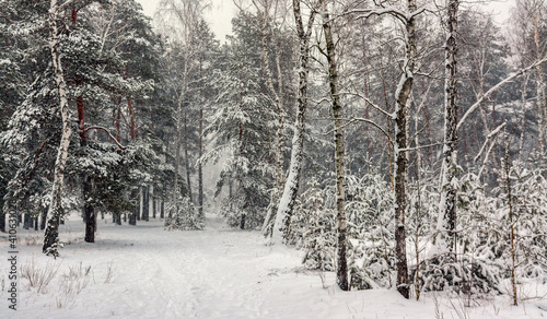 Winter forest. A heavy snowfall covered the trees. There are white drifts and snow-covered branches all around. Beautiful nature.