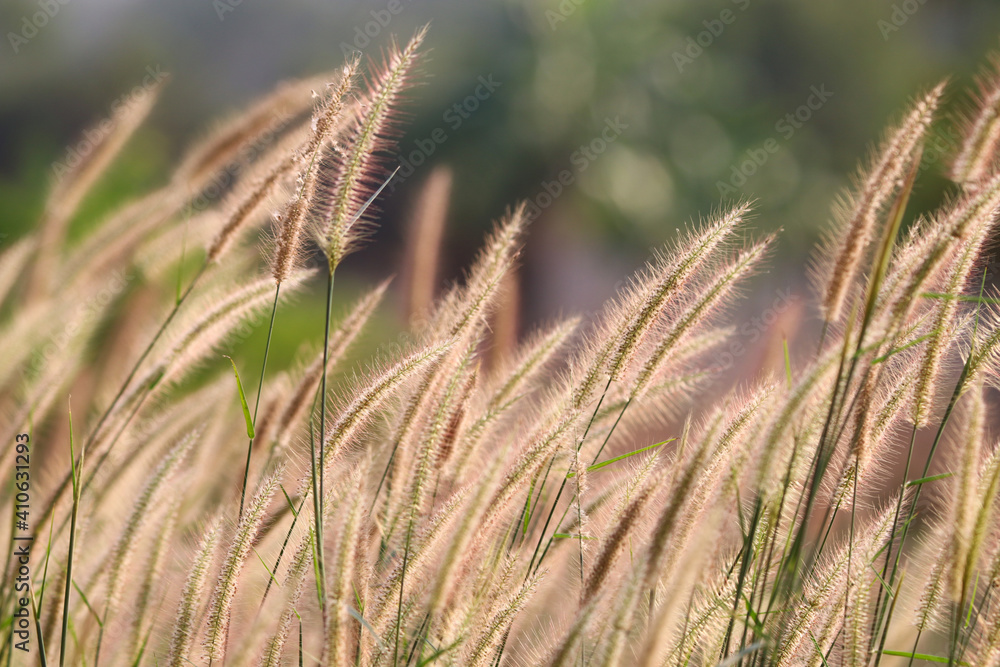 Fototapeta premium Selective focus at squirrel tail grass in the field beautiful with light sunset background