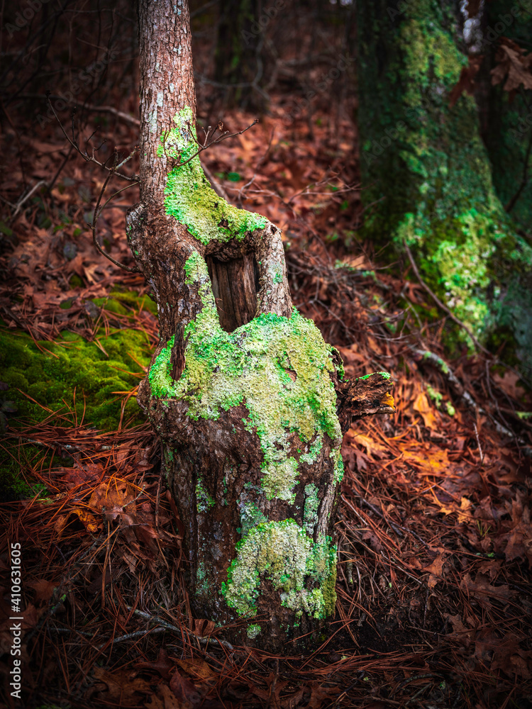 Obraz premium Bare tree trunk on the hill covered with lichen and moss in winter forest