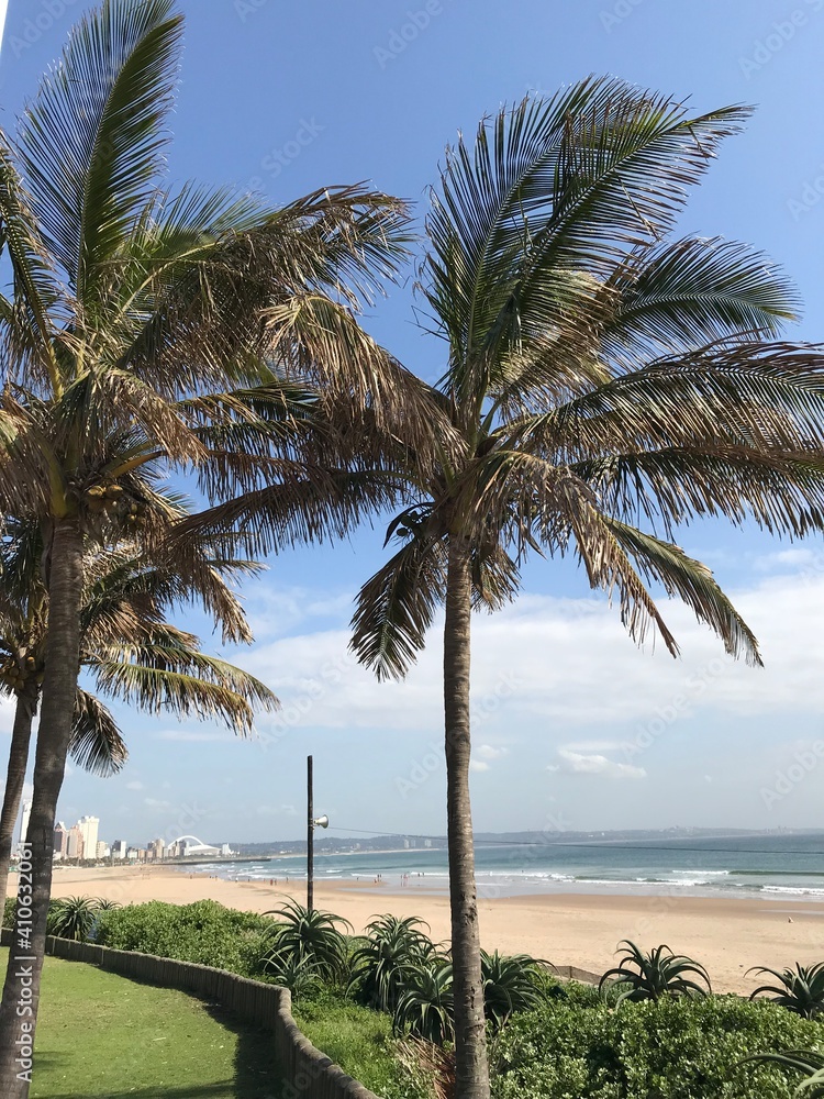 Fototapeta premium palm trees on the beach