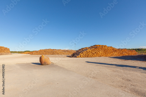 Cut alder trees  timber trade  timber obtained from the alder trees.. Timber terminal.