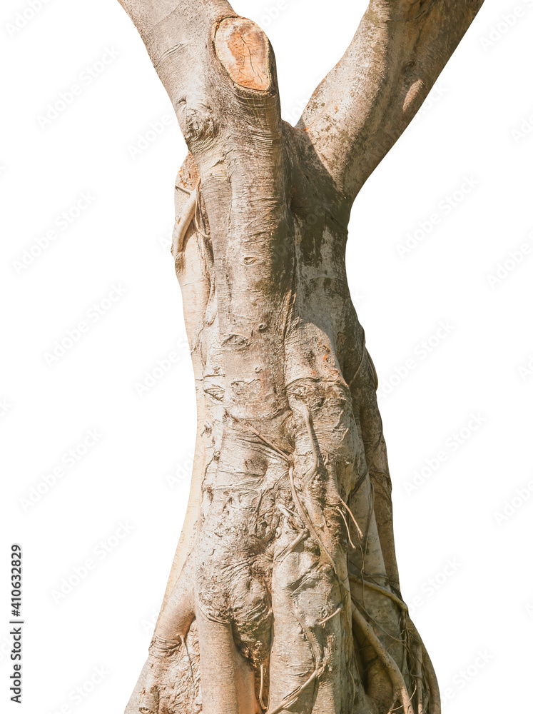 Big tree trunk isolated on white with clipping path Big tree trunk isolated on white with clipping path