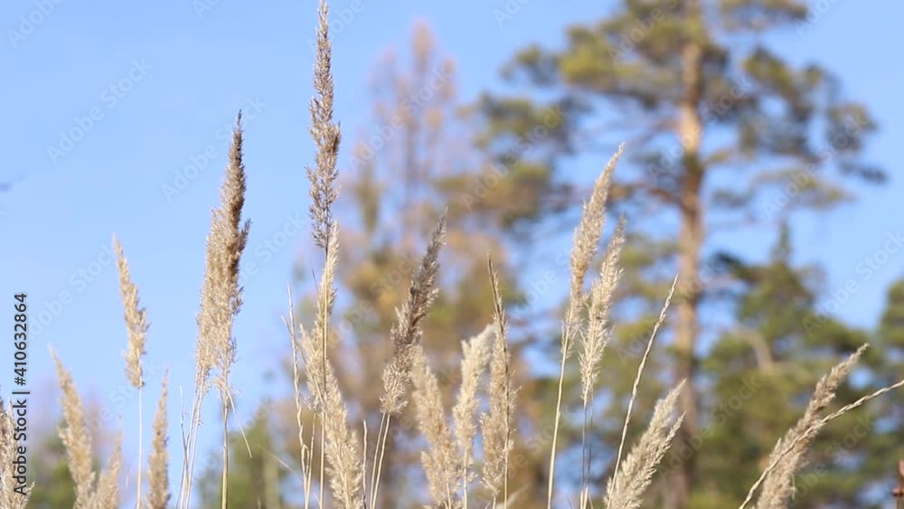 Autumn time. Dried reeds and golden spikelets in a forest glade lit by the sun against the background of blue sky and tall pine trees. Forest taiga landscape. Autumn time. Dried reeds and golden spikelets in a forest glade lit by the sun against the background of blue sky and tall pine trees. Forest taiga landscape.