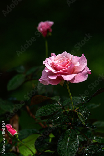 Beautiful Tamora rose flower in garden. Rose flower background. Roses in tropical garden.
