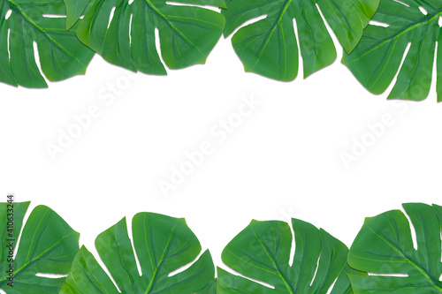 Monstera leaves summer on white background. Copy space concept and top view