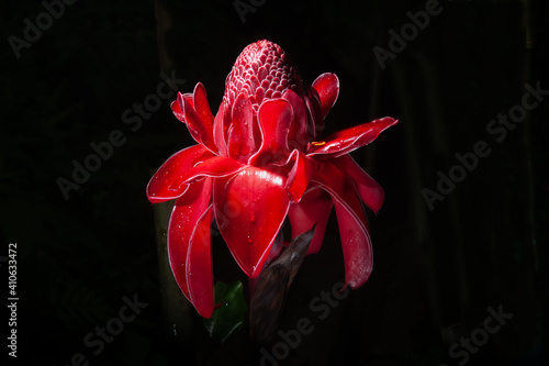 Close up beautiful pink petal of torch ginger flower which it make freshness and wallpaper background concept.. photo