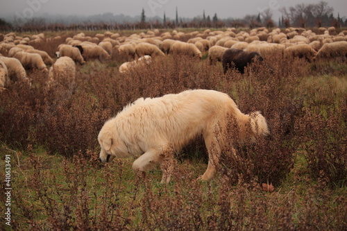 CHIEN patou de berger de mouton photo