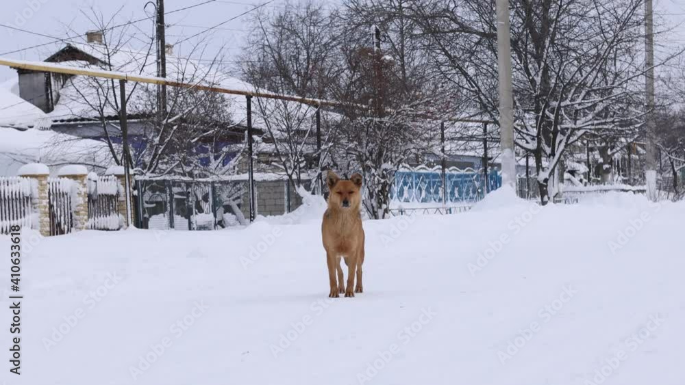 Homeless animals pets problem. Homeless dog walks in the winter cold weather park Homeless animals pets problem. Homeless dog walks in the winter cold weather park